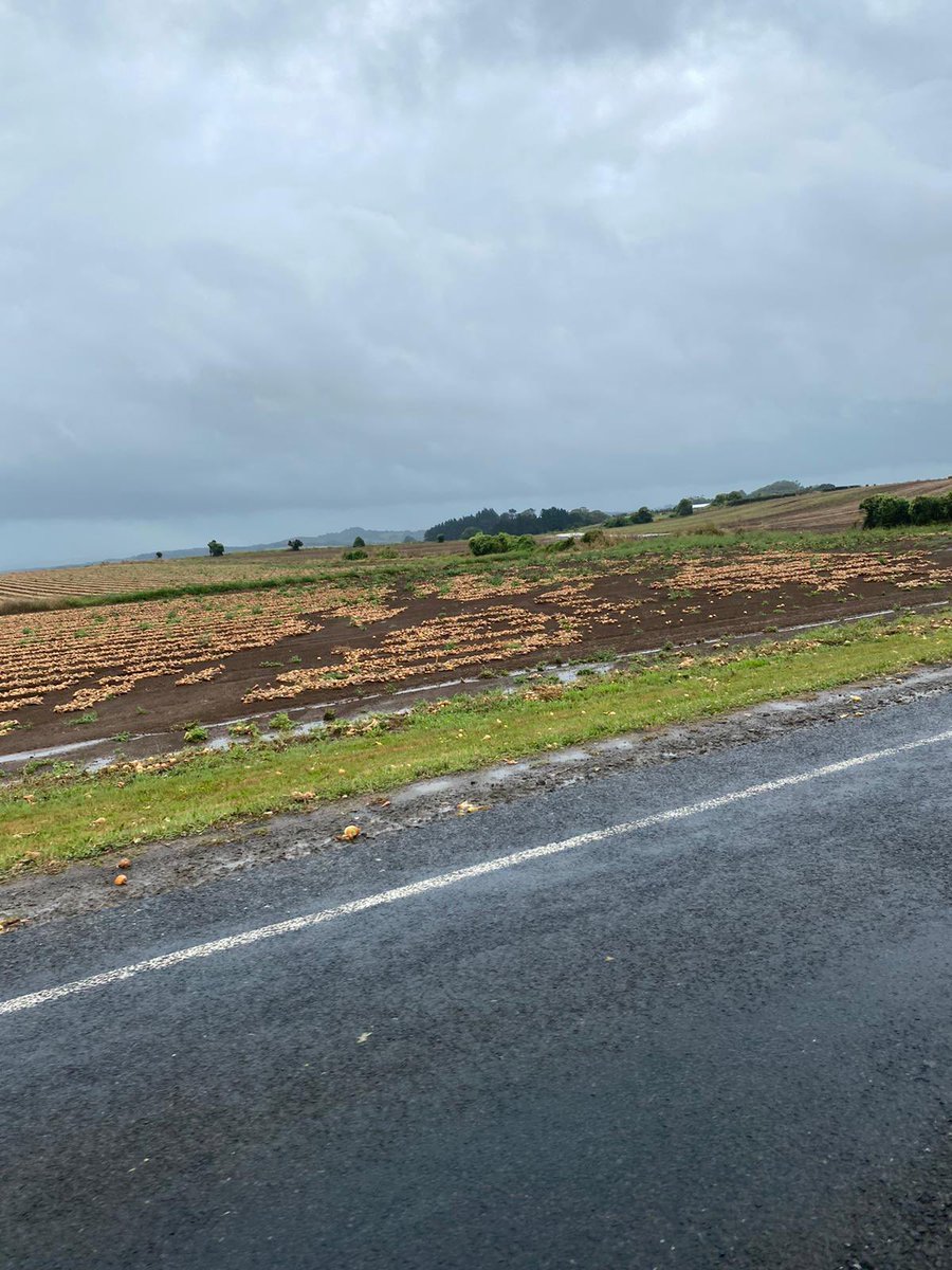 NickParrish6's tweet photo. Just back from NZ - The torrential rain in Pukekohe did a lot of damage to the windrowed onion crop! Not good for the growers. https://t.co/sh3G6xcLUZ