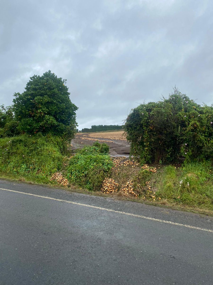 NickParrish6's tweet photo. Just back from NZ - The torrential rain in Pukekohe did a lot of damage to the windrowed onion crop! Not good for the growers. https://t.co/sh3G6xcLUZ
