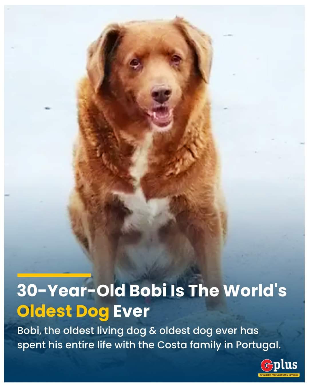 Whats The Oldest Living Dog