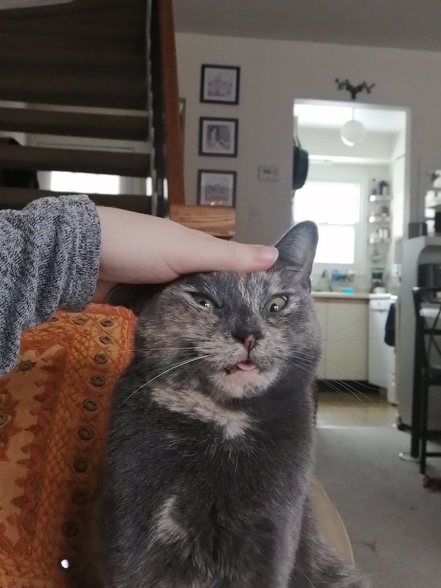 #caturday morning rubs done right, with blep.