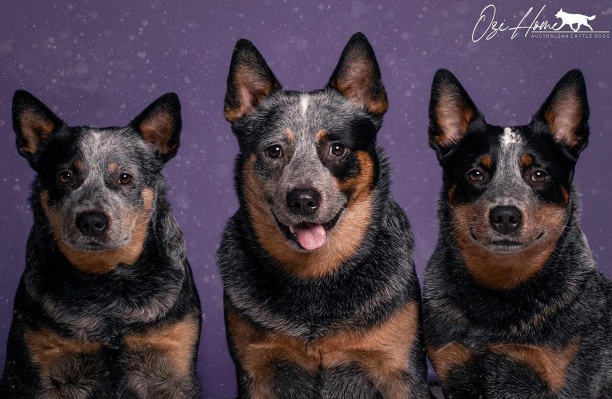 heelersbot tweet media