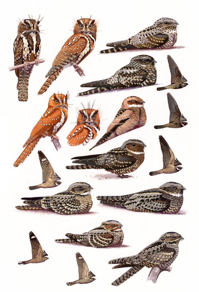 kokayart's tweet photo. The next New Guinean nightbird plate: Feline and Starry Owlet-Nightjars, Archbold's, Papuan, Spotted, White-throated, Large-tailed and Grey Nightjars. It will be available as limited edition print soon! https://t.co/MTcJmHVvqu