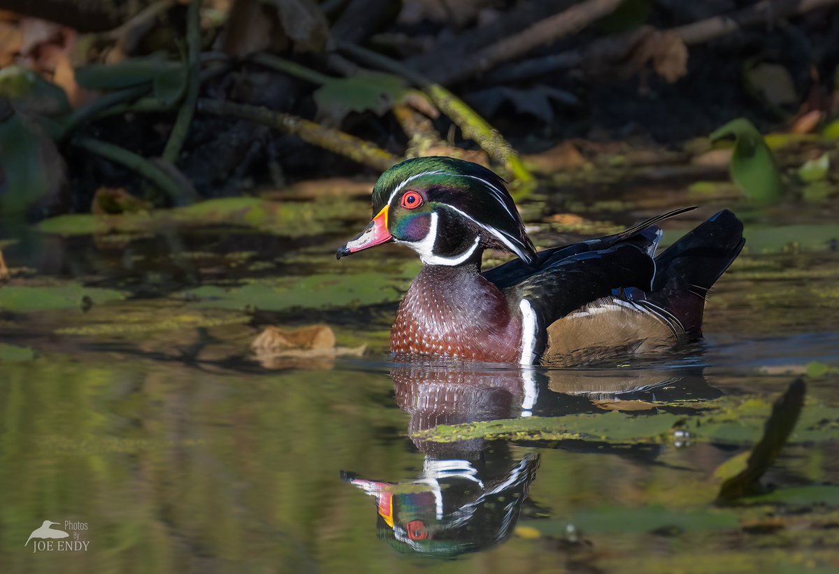 Male Wood Duck showing his gorgeous colors. 

#birdphotographycommunity 
#birdphotography
#naturephotography
#wildlifephotography
#TwitterNatureCommunity 

<a href="/WildlifeofDay/">Wildlife of the Day</a>
<a href="/birdsbountiful/">Bountiful Birds</a>
<a href="/todaysbird/">Today's Bird</a>