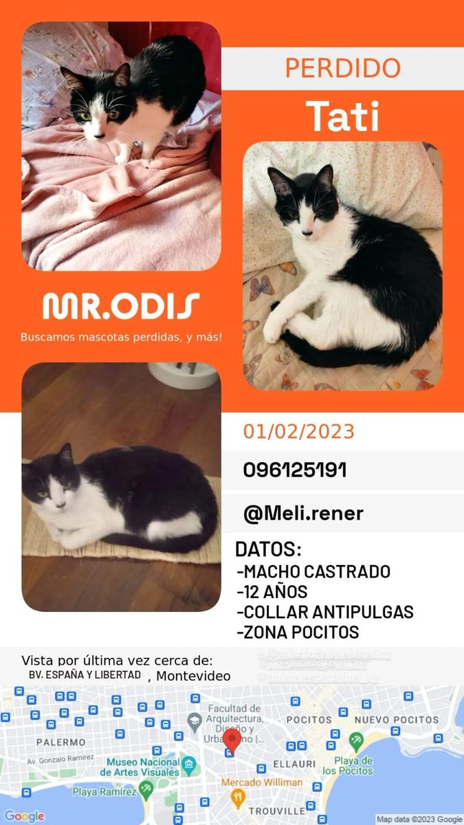 T2Rhp's tweet photo. POR FAVOR DIFUNDAN #GatoPerdido #Pocitos #SeBusca #Uruguay #Montevideo #Pocitos https://t.co/qIZub8OoSA