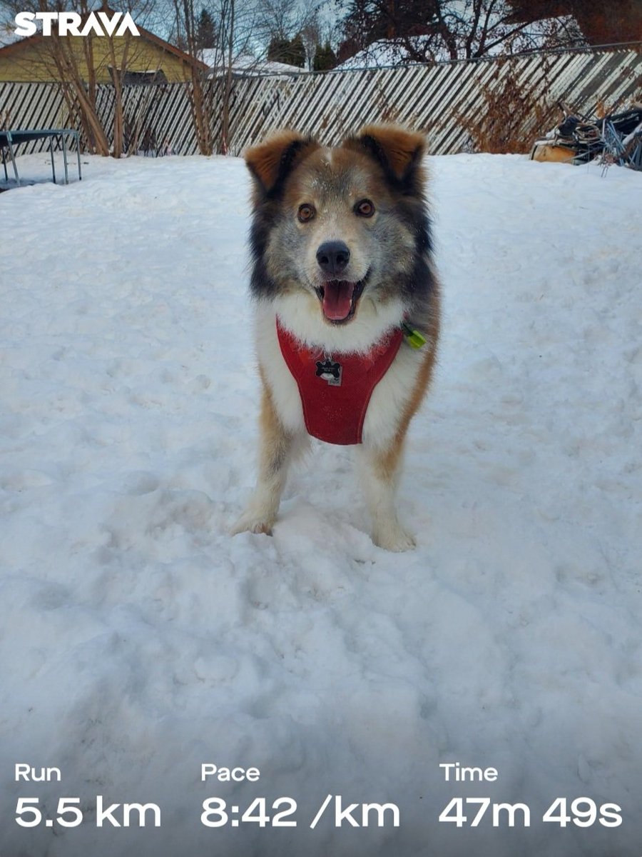 Mandoline79's tweet image. I am super slow moving right now. But I'm trying not to beat myself up over it. 
Also, how cute is Tuck right? 
#runlife #Strava  #yegvirtualrunningclub