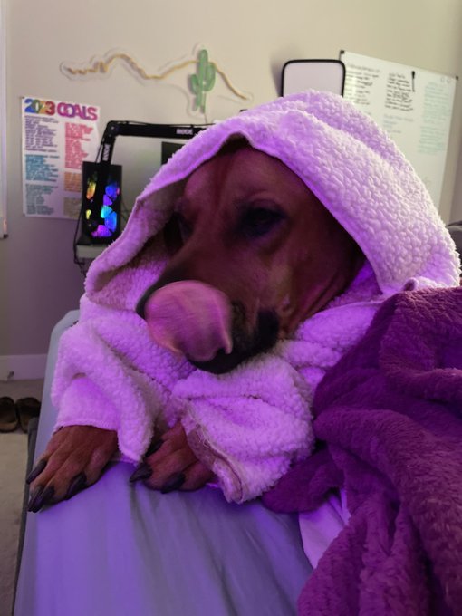 this mutt watches me naked daily, has consumed 100+ pairs of underwear, and licks my toes constantly<a href="/tag/silenceofthelambs"class="tags"><span>#silenceofthelambs</span></a>