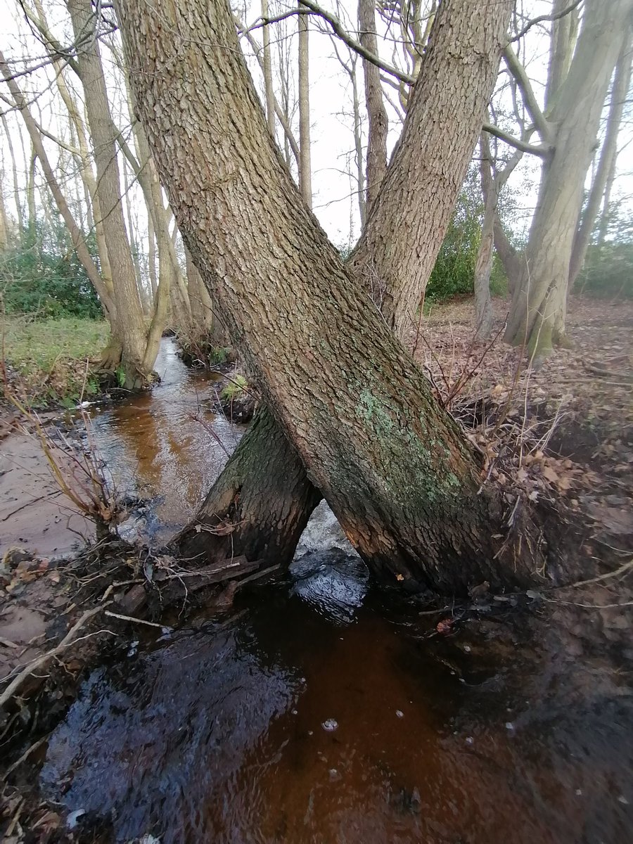 magicderek's tweet image. Today's walk part 2