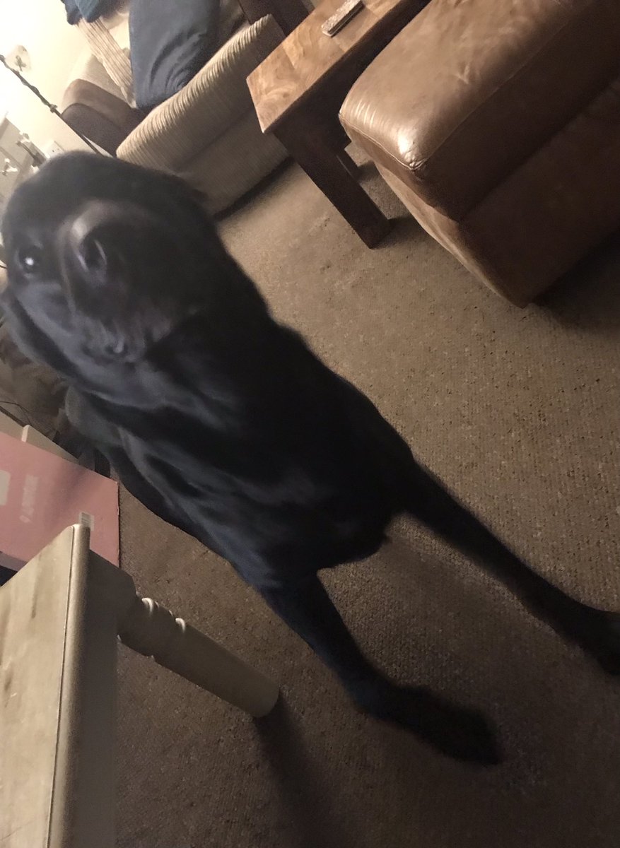 CarlaLinford's tweet photo. Whenever I get the hairdryer outโฆBruceโs happy dance! ๐บ#odddog #Icanthaveanythingtomyself https://t.co/LREhMHPL4i