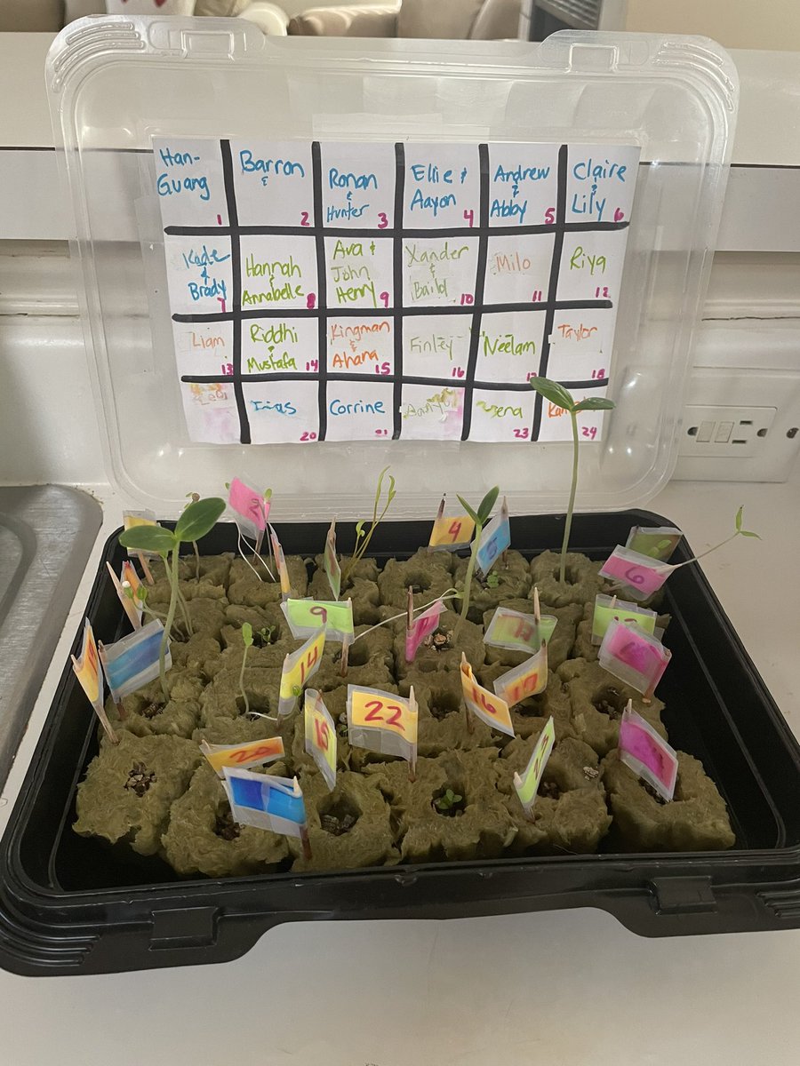 timmyGTI's tweet photo. 2nd &amp; 3rd GT parents! show your botanists all the germinating that happened during SnowWeek! Next step is transplanting! #towergardenpbl 🥒🍆🍅🫑🌱🥬#TPSPTimmy #realworldlearning #futurereadyskills #TPSP #theGrove #languageofthediscipline @TowerGarden @WGESdragons @Carrollisd https://t.co/D0dEI3k96o