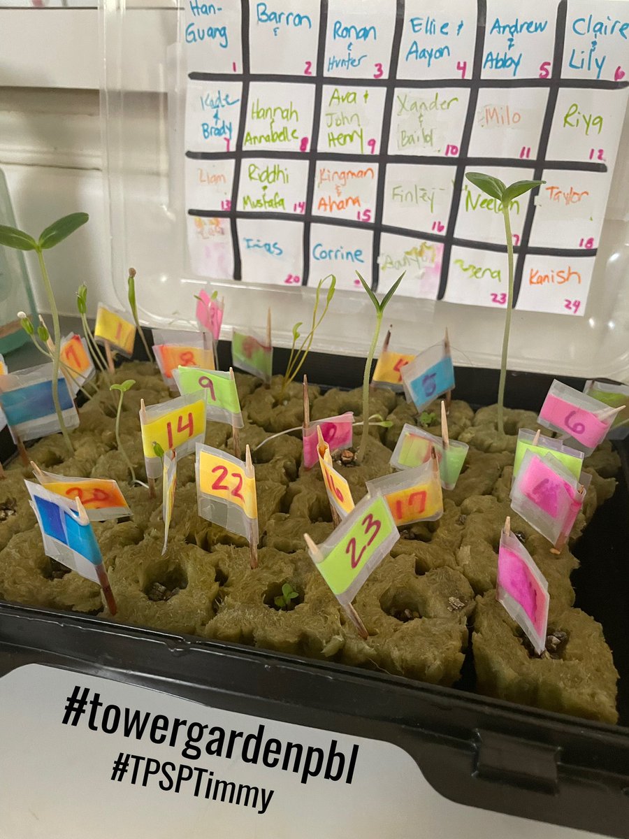 timmyGTI's tweet photo. 2nd &amp; 3rd GT parents! show your botanists all the germinating that happened during SnowWeek! Next step is transplanting! #towergardenpbl 🥒🍆🍅🫑🌱🥬#TPSPTimmy #realworldlearning #futurereadyskills #TPSP #theGrove #languageofthediscipline @TowerGarden @WGESdragons @Carrollisd https://t.co/D0dEI3k96o