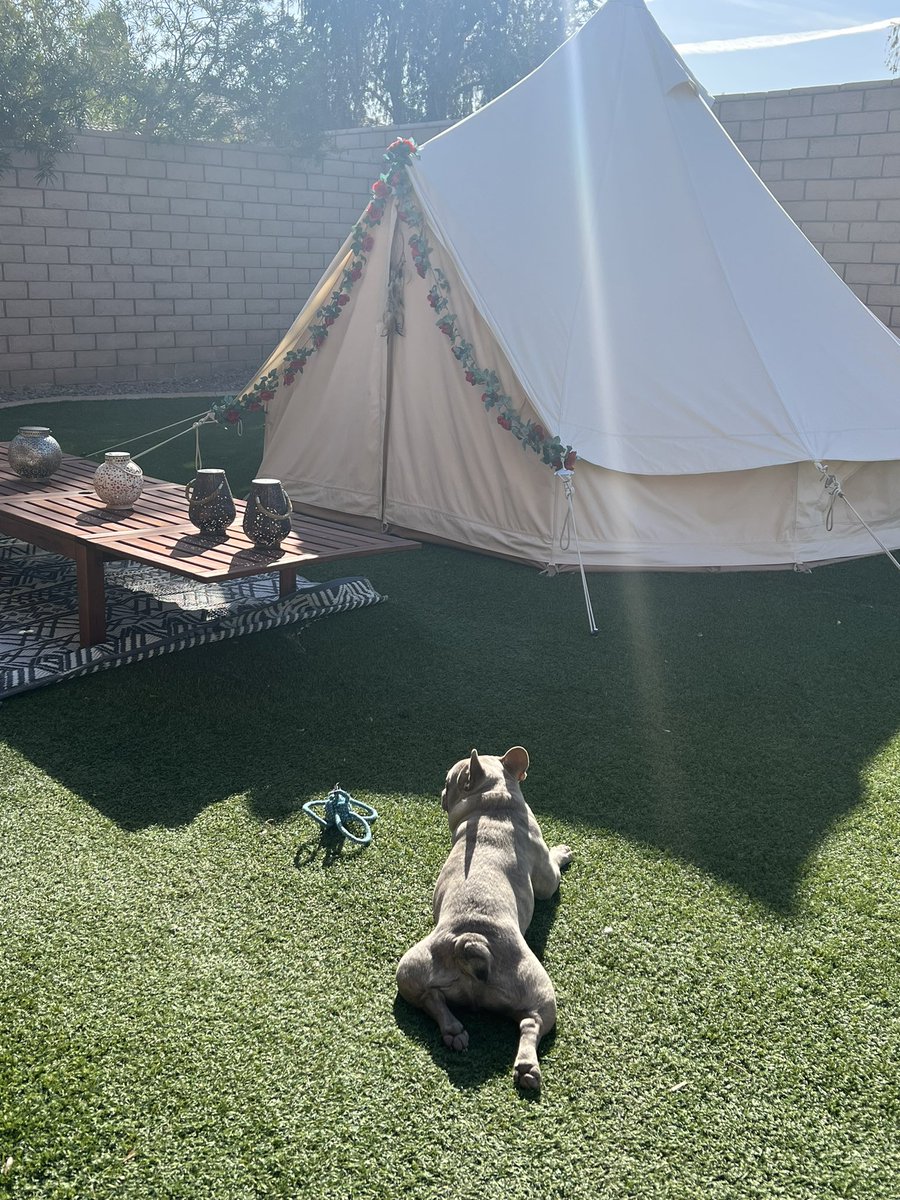 TXFamPups's tweet photo. Bit is loving California ☀️ #BitTheFrenchie 🥰 https://t.co/MS255RWmUw