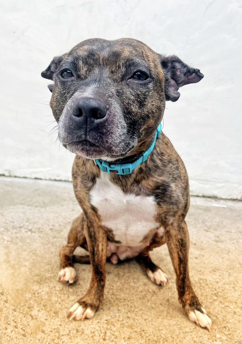 AdoptionsUk's tweet photo. Please retweet to help Ruby find a home #HEREFORD #UK 
Very affectionate Staffy aged 7, she has previously  had untreated ear infections. Better now, she can live with children aged 12+ as the only pet ❤️🍀

DETAILS or APPLY👇
https://t.co/slBRPYoNVq
☎️ 01568 760633
#dogs https://t.co/XwjK0dP1iY