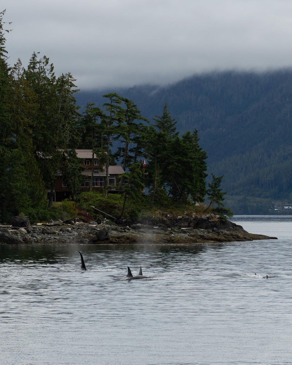 The community of Telegraph Cove reopens for the season on May 1. Let us know below if you are planning to visit this year. 

📍 @vinorthtourism
📸's atlasofelsewhere va Instagram
#ExperienceVancouverIsland #GoNorthIsland