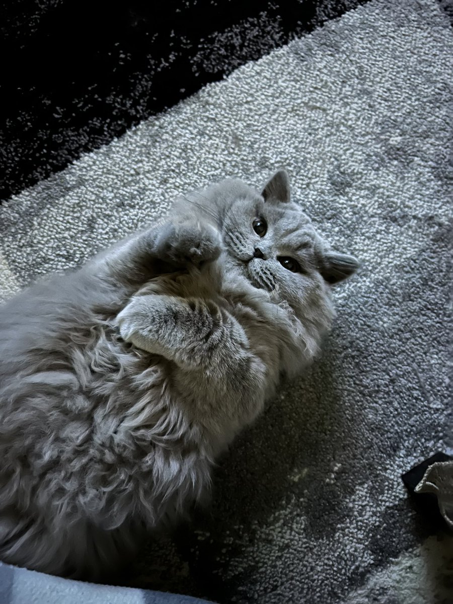 fluffyMiso's tweet photo. #Caturday https://t.co/S3qfpiwq9d