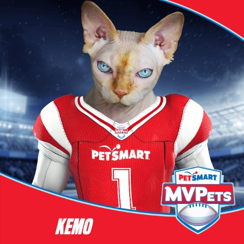 #MVPet
#AnythingForPets
#Kemo
#Sphynx
@PetSmart