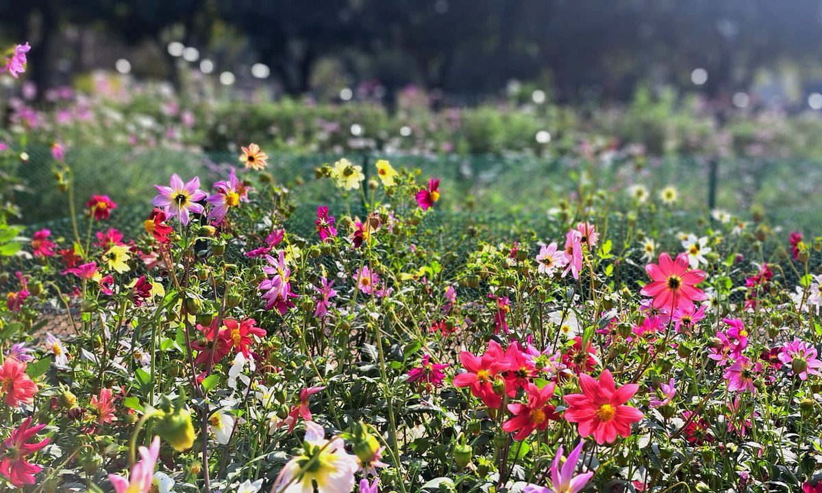 Preeti_S_24's tweet image. Door tak nighahon Mein hain Gul khile huye...🎶
Last picnic of season. 
#SpringinDelhi #Sundarnursery
