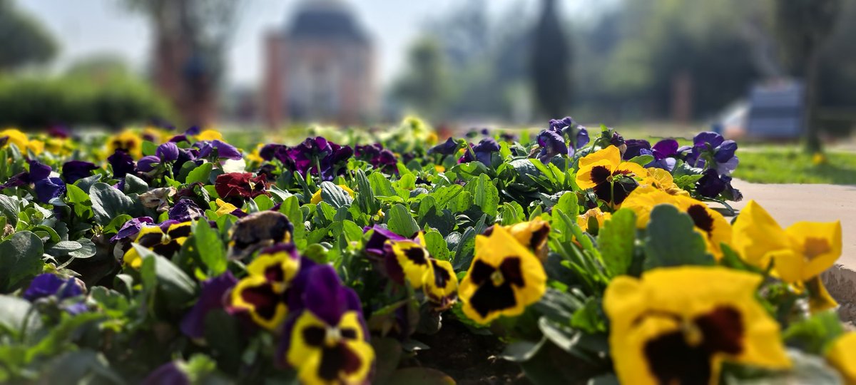 Preeti_S_24's tweet image. Door tak nighahon Mein hain Gul khile huye...🎶
Last picnic of season. 
#SpringinDelhi #Sundarnursery