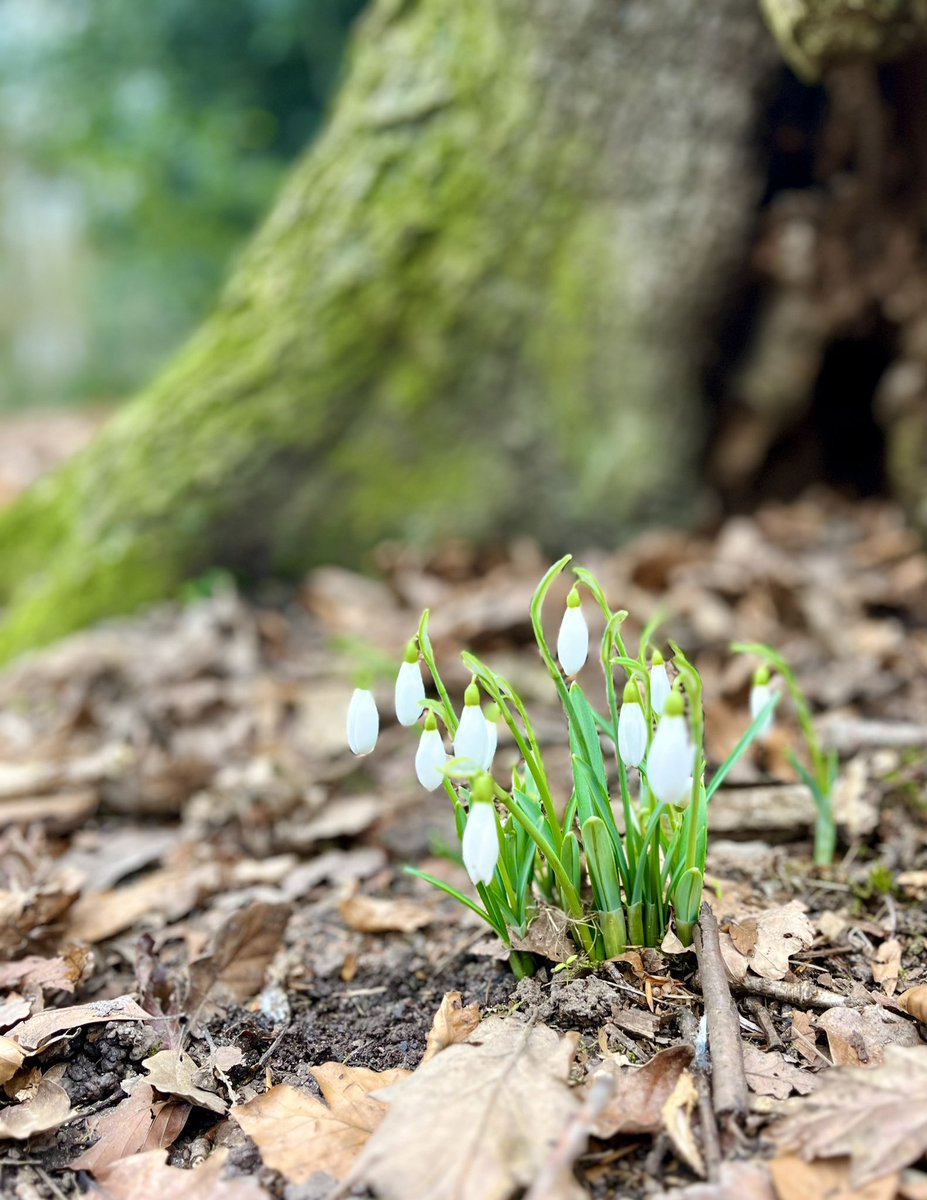 Lovely wander in the woods with family, including first sight of snowdrops. Obligatory post-walk fryup not pictured