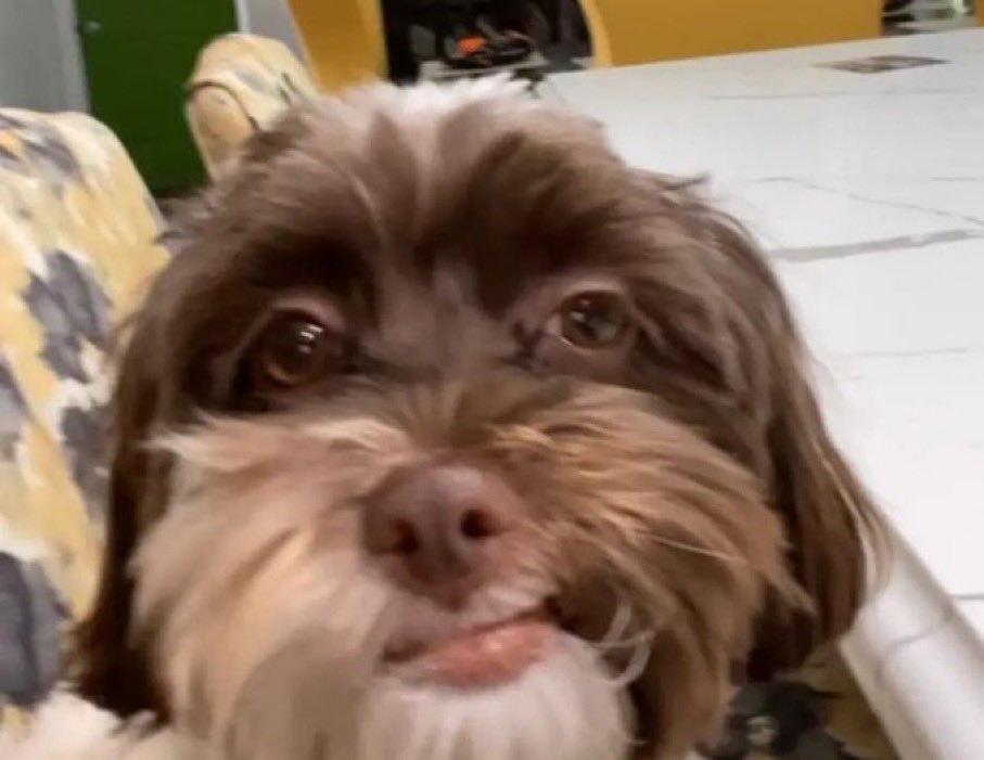 since007_'s tweet image. where the fuck is the shame at