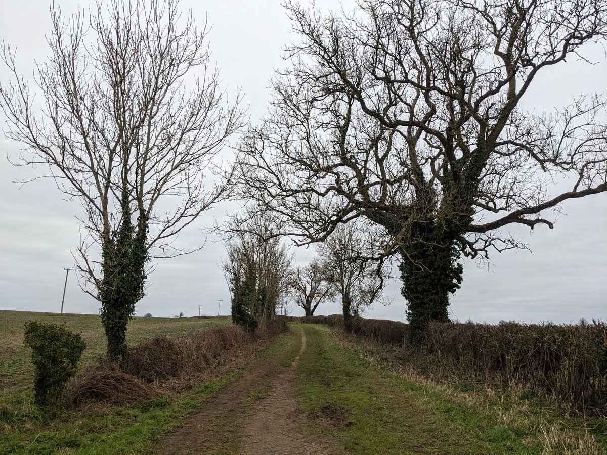 DebChall's tweet photo. A 7 mile walk done today around @NTKingstonLacy estate near Bradbury Rings and Wimborne to cover a bit more of the #HardyWay. Seeing signs of spring with the Snowdrops. https://t.co/s7krhPJlmF