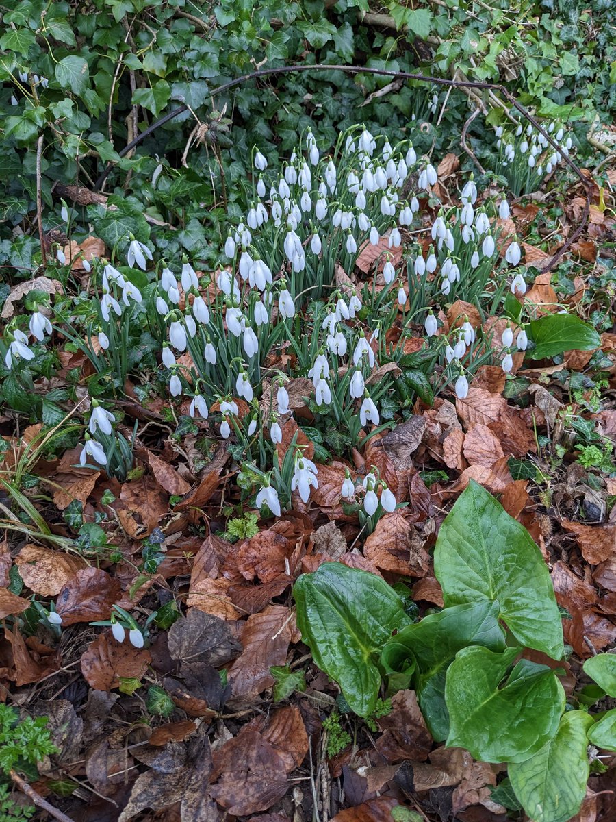 DebChall's tweet photo. A 7 mile walk done today around @NTKingstonLacy estate near Bradbury Rings and Wimborne to cover a bit more of the #HardyWay. Seeing signs of spring with the Snowdrops. https://t.co/s7krhPJlmF