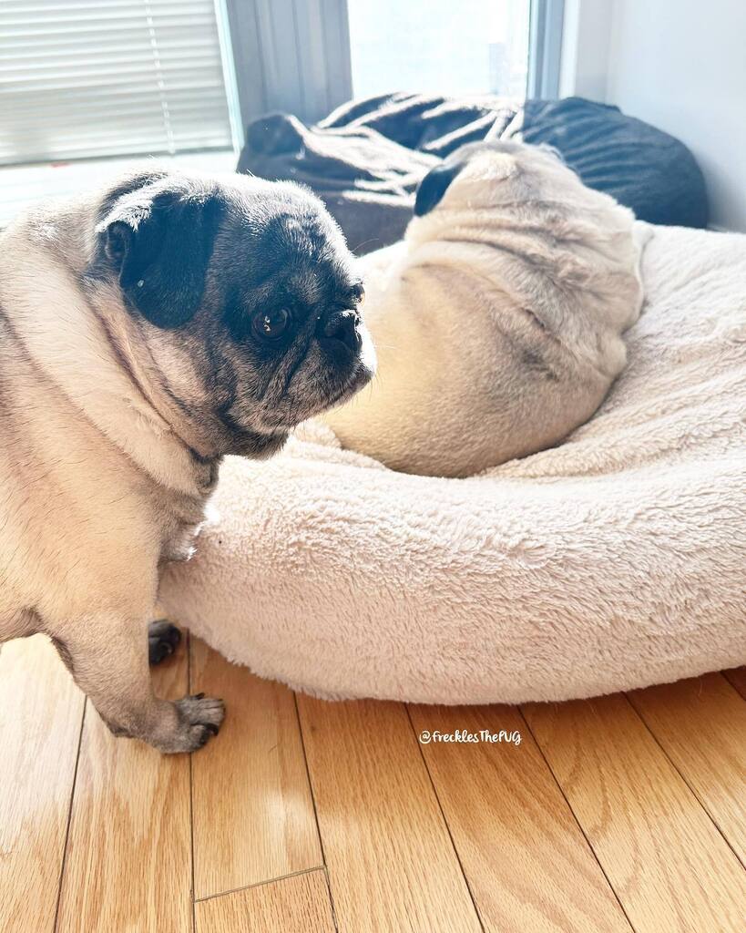 FrecklesThePUG's tweet photo. excuse me. you are in my bed
#pug https://t.co/PTNNbcU6Ur https://t.co/tLImnkNG1c