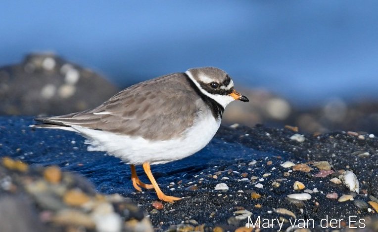 maryvanderes's tweet photo. #BirdsSeenIn2023
A #Bontbekplevier #Charadrius_hiaticula #Common_Ringed_Plover in the #Netherlands.
@Britnatureguide https://t.co/A1WMCKDDfb