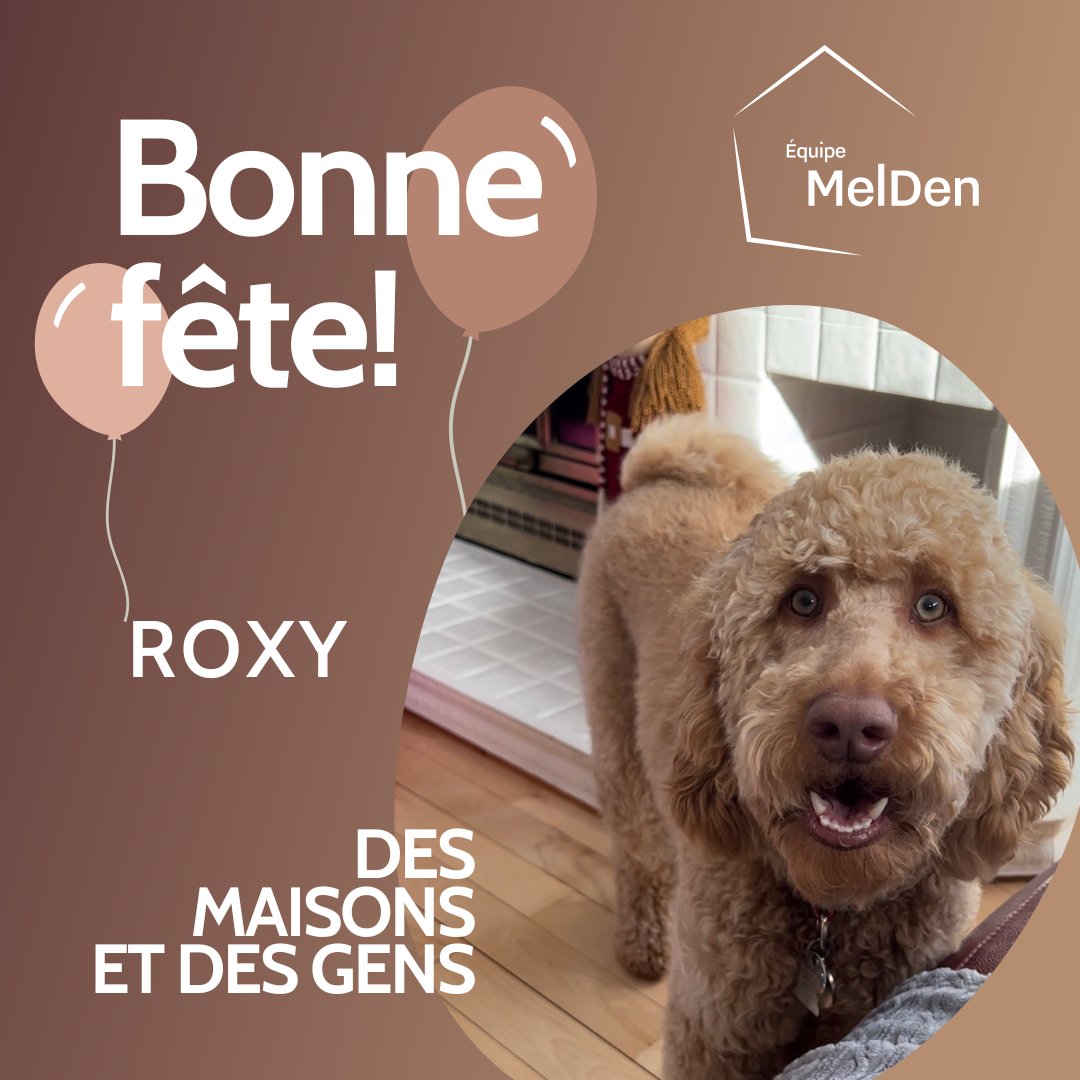 EquipeMelDen's tweet photo. Déjà 1 an pour Roxy, bonne fête! 🥳 🐕 

#equipemelden #immobilier #equipe #reconnaissance #coachcanin #anniversaire https://t.co/eYXO0KUsvd