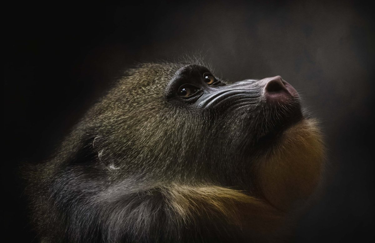 sharpfocus's tweet photo. Taken at @chesterzoo  on Tuesday. Love these fabulous Mandrills. #chesterzoo #mandrill #apephotography https://t.co/urAtfBX3Al