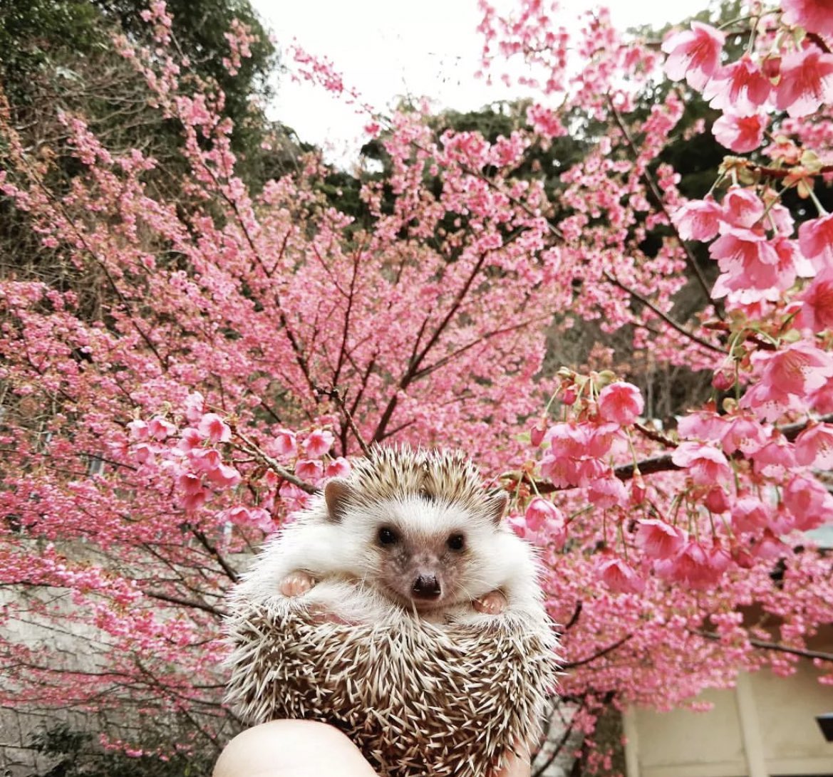 daily__hedgehog's tweet photo. Saturday 4th February, 2023 https://t.co/VLVtvcg5AK