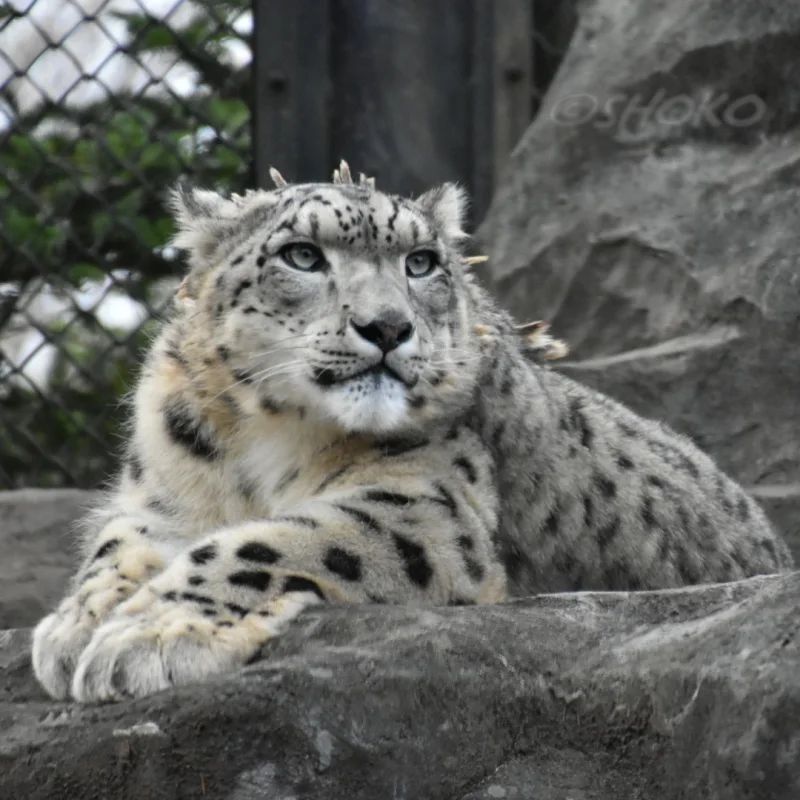 shokopandan's tweet photo. #HappyCaturday ねぐせ王子な #リヒト #王子 #ユキヒョウ も大きい #ねこ でございます🐾にゃ~って鳴くしね😸
11/2022
#大森山動物園 #秋田 #snowleopard #omoriyamazoo #licht #catstagram #instacat #instazoo #instaleopard #instaakita #instaJapan https://t.co/22Y2c4ixCh https://t.co/fetxnKaQs4