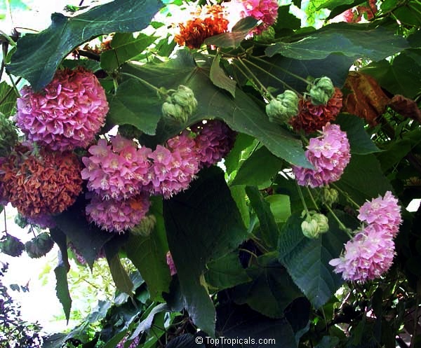 toptropicals's tweet photo. #Dombeya wallichii -Tropical Hydrangea is very fast growing bush with pink hydrangea-like #fragrantflowers and large heart-shape lush foliage. Flowers of this spectacular winter bloomer attract lots of bees and butterflies
https://t.co/b89MIIGBA7
#floweringshrubs
#SaturdayMorning https://t.co/FsbCwVVp2W