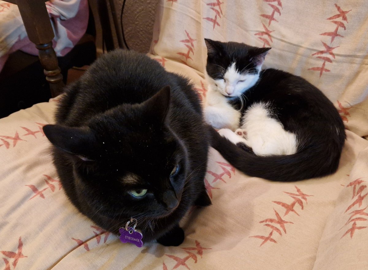 CeiriogT's tweet photo. On the plus side of things... we have a new addition to the pack. Now five months old, the whirlwind whirling dervish that's Tully. She's quite a character... 
#animaltherapy #kitten #eejit #cutiepie 😻 https://t.co/Nl2Cvftkuw