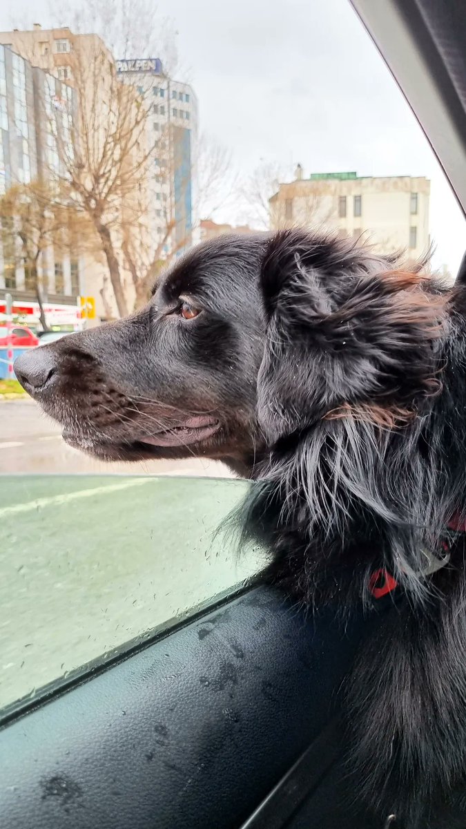 cananalpak's tweet photo. Boris yuvasına gidiyor demek çok isterdim fakat "pansiyona" gidiyor😔 Çok uyumlu, çok güzel bir çocuk, sahiplenen kişiyi çok mutlu edeceğine eminim. Lütfen paylaşmayı bırakmayalım 🙏 https://t.co/VqOXA5cgz4