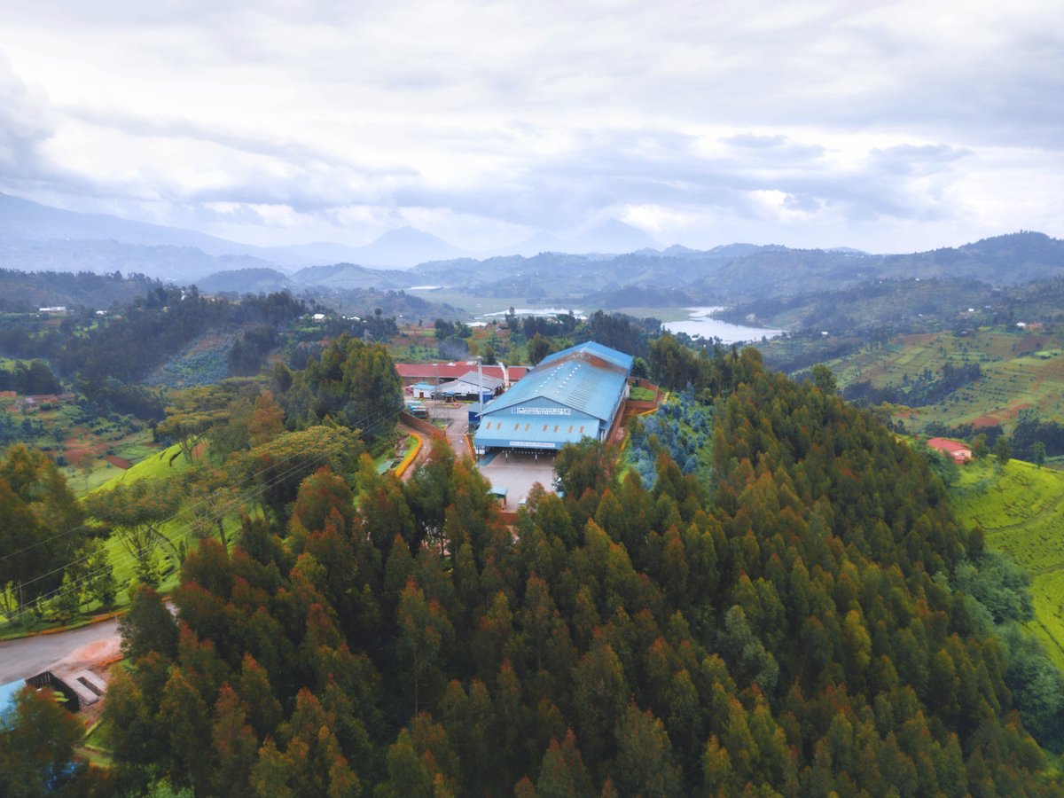 Aerial shots of Nyabihu Tea Factory of <a href="/RwMountainTea/">Rwanda Mountain Tea Ltd</a> 

📸: @KigaliPhotogr x <a href="/kwizeraimages/">Emmanuel Kwizera</a> 

#VisitRwanda