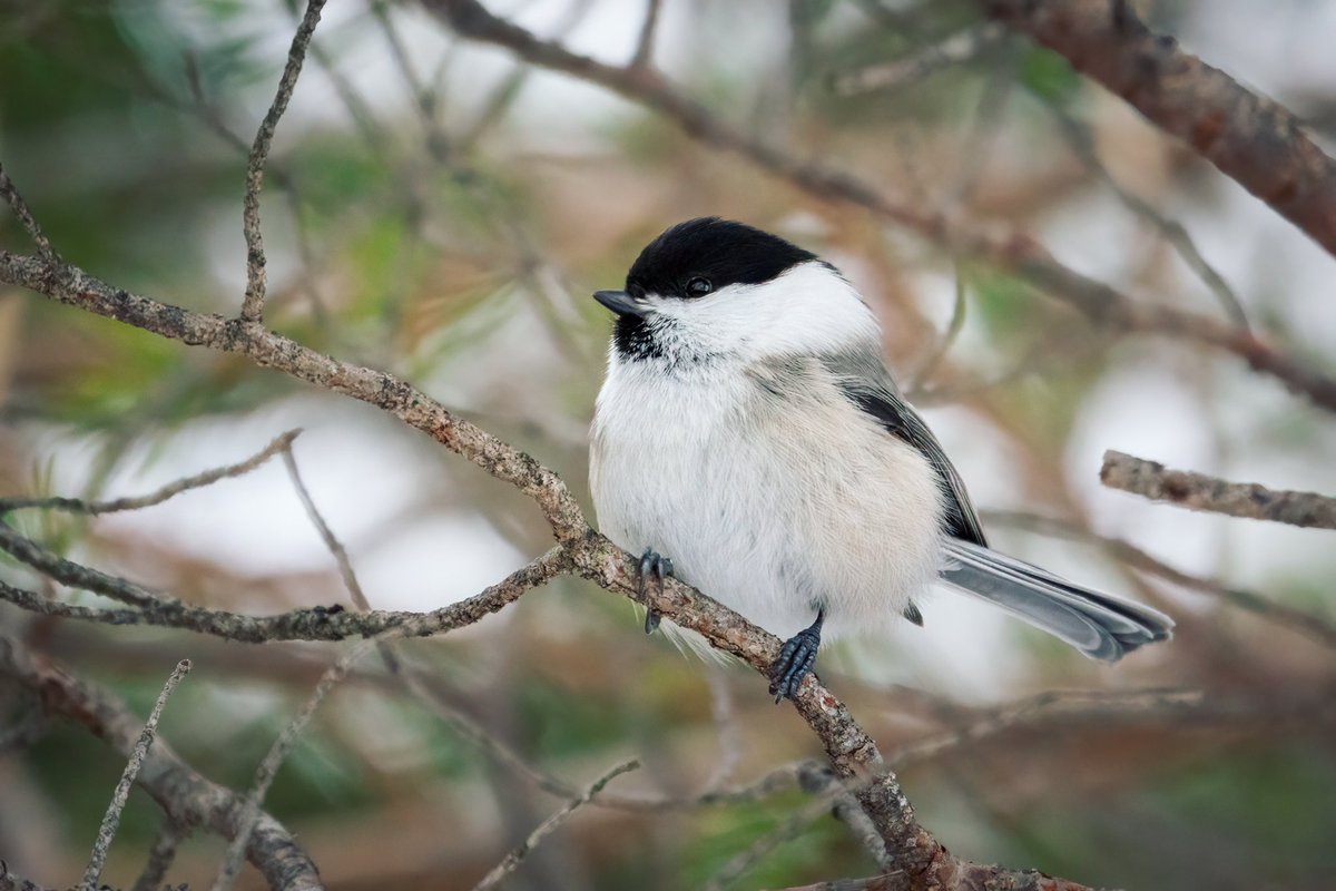 Šodien, apsekojot Sīļukalna kvadrātu ziemojošo putnu atlantam, nobildēju pelēko zīlīti (04.02.2023, Sīļukalns)
#Poecilemontanus