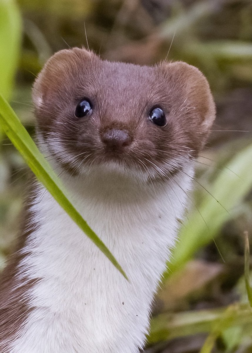 Failed to see a #Firecrest in Kidwelly yesterday but fantastic to see this #weasel instead and more surprising to get a photo!
@WTSWW @WTWales @WildlifeMag @NatureUK @BBCSpringwatch @sykesjeff #nature #Wildlife #wildlifephotography #BBCWildlifePOTD #britishwildlife