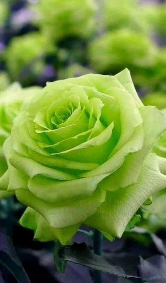 Momento (@magicnature0) on Twitter photo 