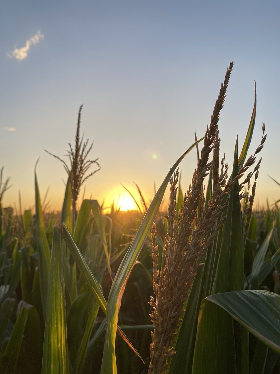 DK 7210🌽🌽
Fecha de siembra: 7/10
Estadio R3
Pre-emergente Adengo + Atrazina, sin necesidad de cierre de surco
#LideresEnRelacionamiento

@Bayer4CropsAR <a href="/FieldViewArg/">FieldView Argentina</a> <a href="/DekalbArgentina/">DEKALB Argentina</a> <a href="/ElPayeSA/">El Payé - Insumos y Servicios S.A.</a> <a href="/SabattiniMaxi/">Maxi Sabattini</a> <a href="/Manuel_Darrig/">Manuel D</a> <a href="/JustoMacL/">Justo MacLoughlin</a> <a href="/JoseB_Cba/">José Bertorello</a>