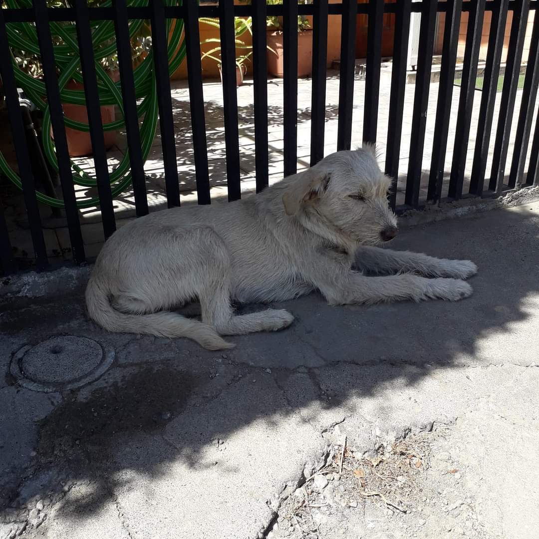 Botaron a esta perrita en quilicura, estuvo 2 dias en la calle sin poder caminar, busca un hogar urgente!
LA INDIFERENCIA MATA
los animalistas no damos más en <a href="/muniquilicura/">MUNIQUILICURA</a> <a href="/Orrego/">Claudio Orrego L.</a> 
no podemos hacer todo y pagar todo.gracias a las vecinas que la ayudaron!!!