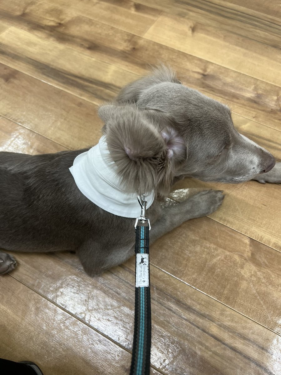 エマさん今日ドッグランに入ってすぐに成犬に噛まれました( ･ ･̥ )
最初はいい感じに嗅ぎ合ってたのに後ろ向いた瞬間噛まれた💦
突然の事で抱いてからもキャンキャン泣き止まず😭うんち漏れてました😵‍💫
元気モリモリなのでひとまず安心💞相手の方もしっかり対応してくれそうなので良かったです。