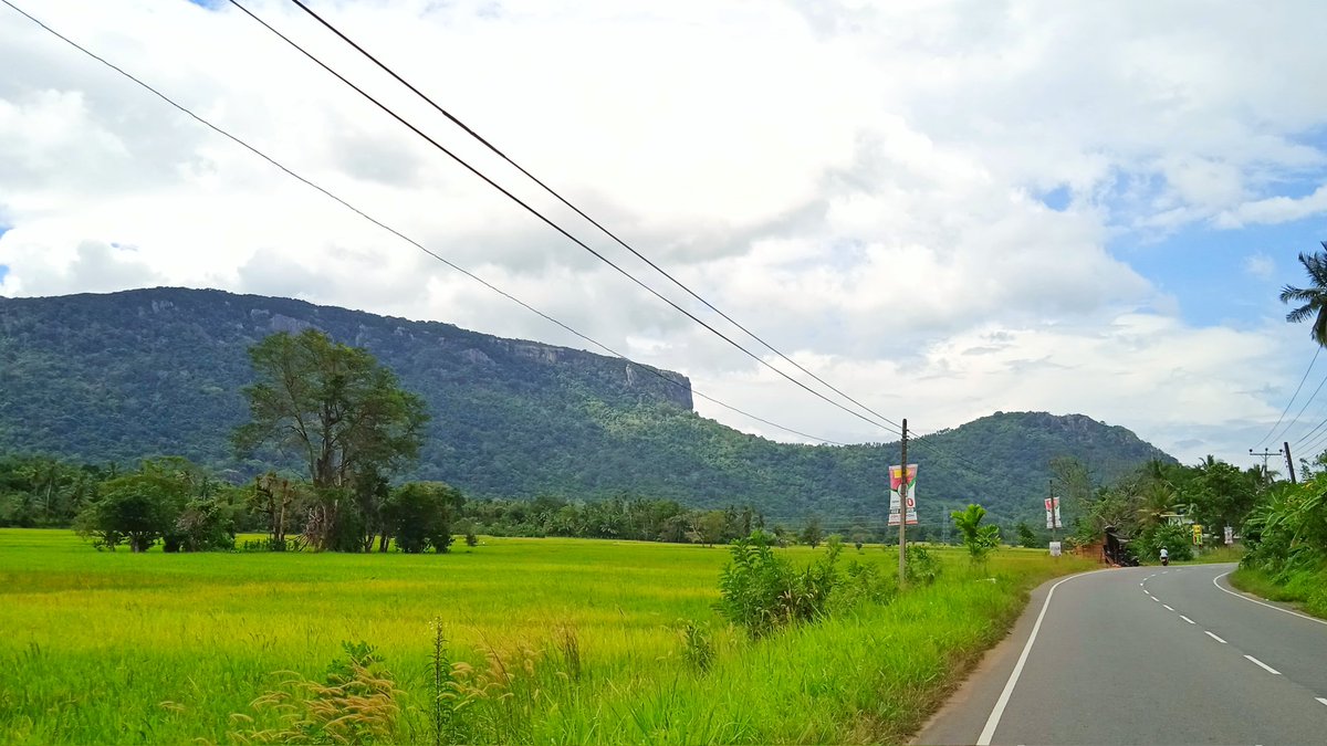 Us3rChang3d's tweet image. Spotted this greeny.
Such a healthy harvest 👇😍🇱🇰

#mobilephotography 
#paddy #paddyfields🌾 #srilanka #srilankatravel #lka #photography #ontheroad #tourism #srilankatourism #visitsrilanka🇱🇰🌏 #visitsrilanka