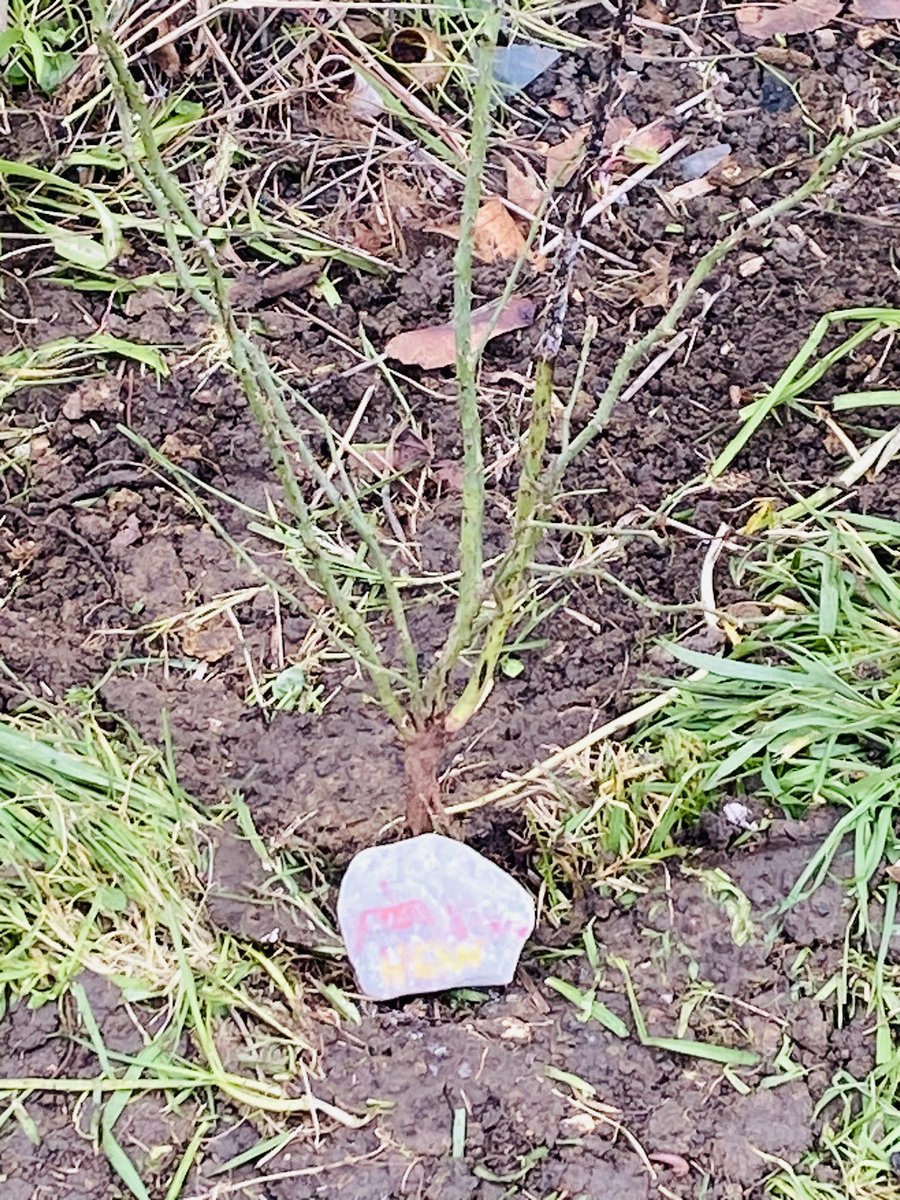 Thanks to Cllr Tom Coles Deputy Lord Mayor <a href="/portsmouthtoday/">Portsmouth City Council</a> for joining our tree planting event <a href="/MooringsInfants/">MooringsWayInfants</a> as part of the #MeonWayFederation My little one really enjoyed it. #community #green <a href="/tsa_trust/">The Thinking Schools Academy Trust</a>