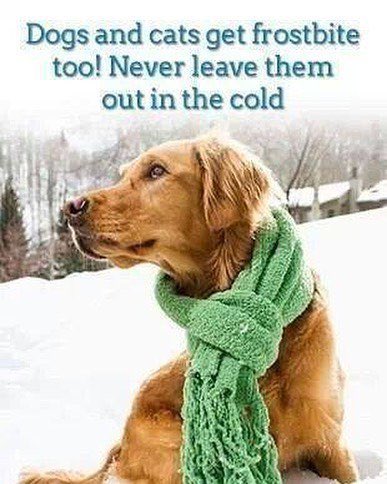PLEASE DO NOT LEAVE YOUR PETS OUTSIDE!! PERIOD!! If you see someone leaving their pet outside please report it, you may save a life!
#staywarm #snuggle #loveyourpets #ifyouseesomethingsaysomething