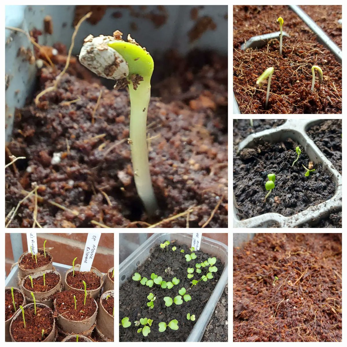 MySecretGard's tweet photo. For #SixOnSaturday this week, we have defiantly over-enthusiastic seed sowing! Sunflowers, cosmos, carnations, snapdragons, cauliflower and sweet peas.

https://t.co/SSL7VCL6NV

#gardening #GardeningTwitter #gardeningformentalhealth #cutflowers https://t.co/CEorS9nvAF