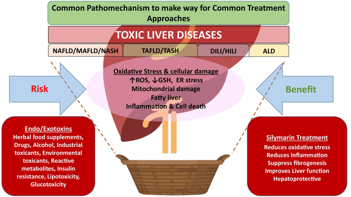 Gastroenterology on Twitter "Silymarin for Treating Toxic Liver