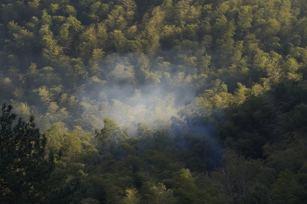 #fieldrecording Schoeps ORTF Surround 4.0 🥳