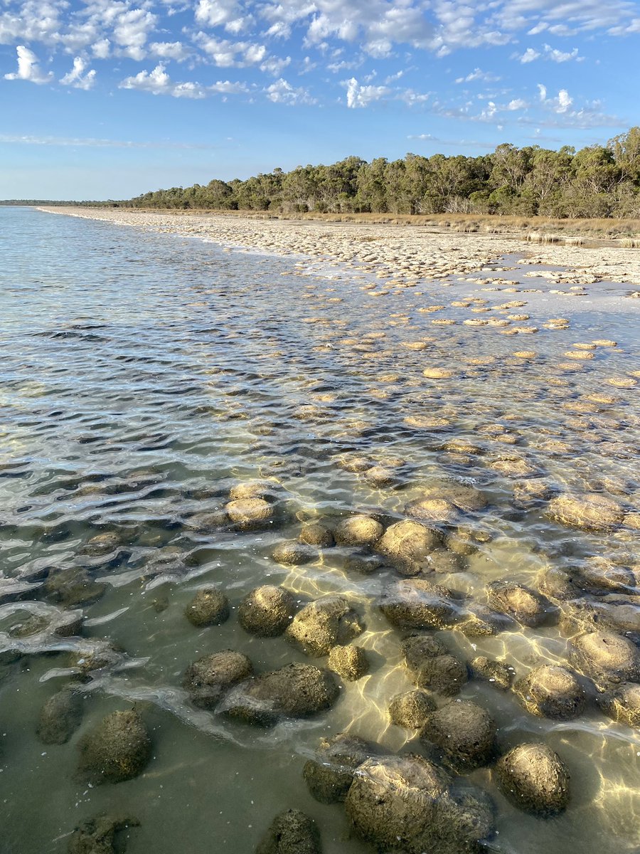 Best time of year to visit the Lake Clifton thrombolites 👌 water level is perfect for viewing them.