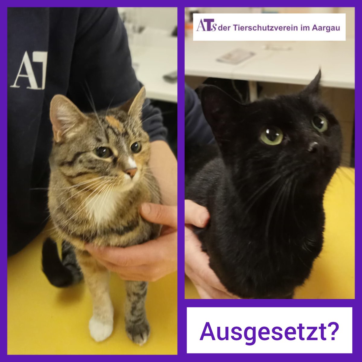 ATs_Tierschutz's tweet photo. AUSGESETZT in Hunzenschwil beim Bahnhof? 
Wenn jemand die Tiere erkennt / etwas beobachtet hat: Hinweise an die Polizei oder uns
👉https://t.co/aUq7xKs0py

#ausgesetzt  #fundtier #katze #aargau #schweiz #help #hunzenschwil #cats #cat #gato #chat #zeugengesucht #polizei https://t.co/SbmTlHmHBZ