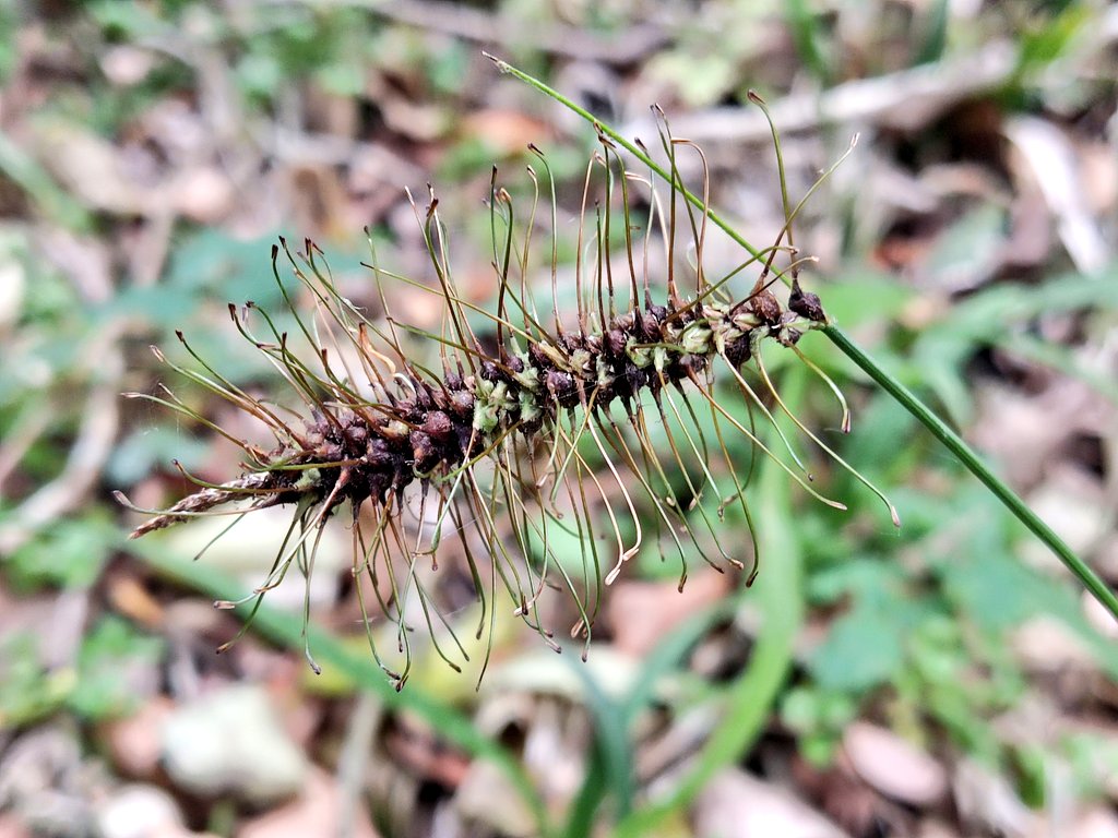 pjimmej's tweet image. The main aim of this #MacondoLab expedition was hunting the quinquin hooked #sedges (#Carex, formerly #Uncinia). These oddities have a diversity center in #Chile. Let us show you some of our most precious trophies! Opening here the common Carex erinacea. Do not miss more below 👇